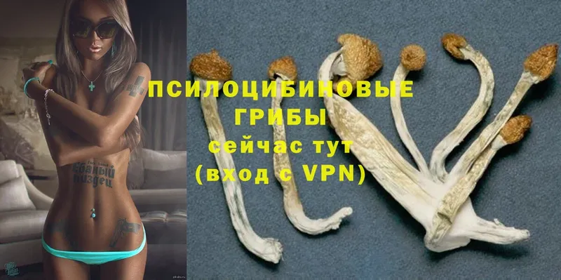 МЕГА ТОР  Аша  Псилоцибиновые грибы Psilocybine cubensis 